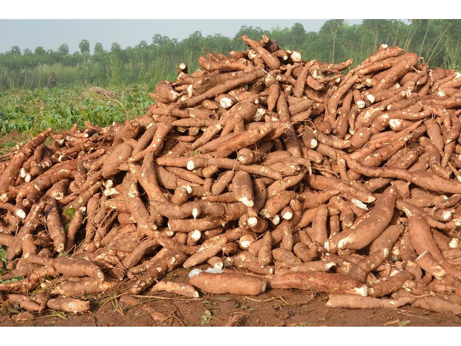 Produtos Agroalimentares